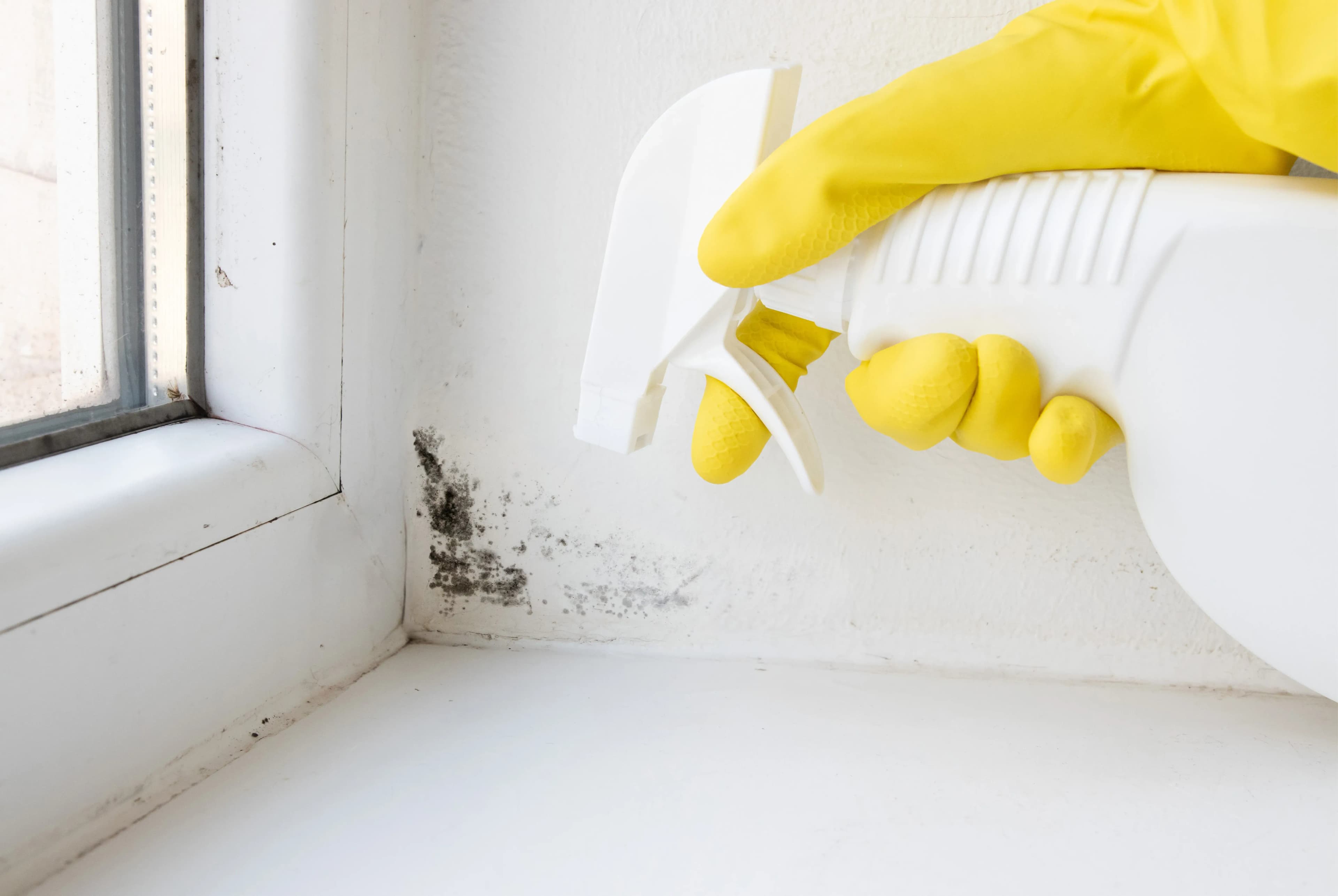 Wann wird Schimmel gesundheitsgefährdend?