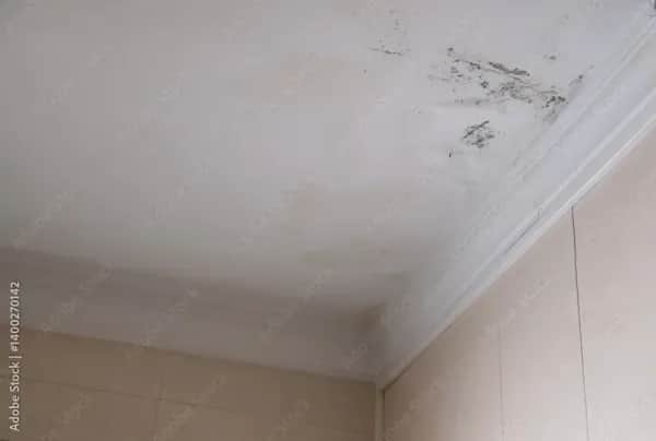Schimmel in der Wohnung in Mühlhausen entfernen